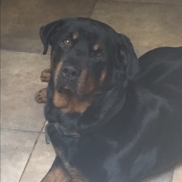 🌹Meet your Top Rated Posher🌹 - Picture 8 of 8